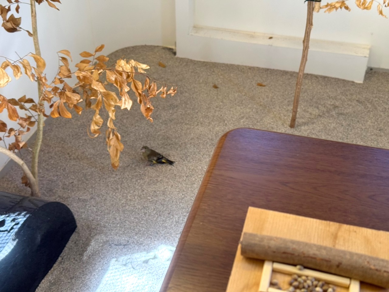 小笠原自然文化研究所で「絶滅危惧種の飼育施設」として使われている、ベースアンドコンパクトの内部