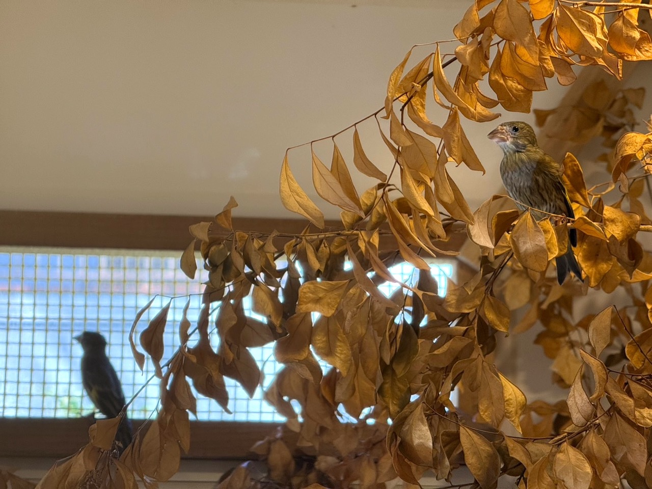 小笠原自然文化研究所で「絶滅危惧種の飼育施設」として使われている、ベースアンドコンパクトの内部